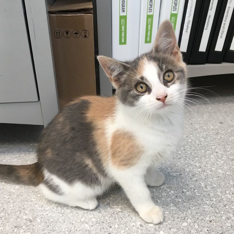 Cat Services Cat Services