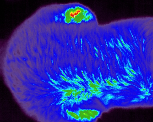 knee inflammation knee inflammation