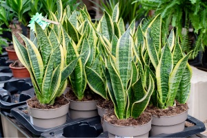 Snake plant hotsell bad for dogs