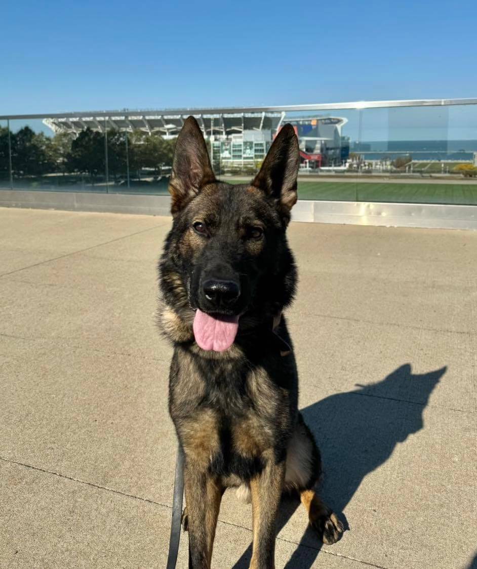ory-k9