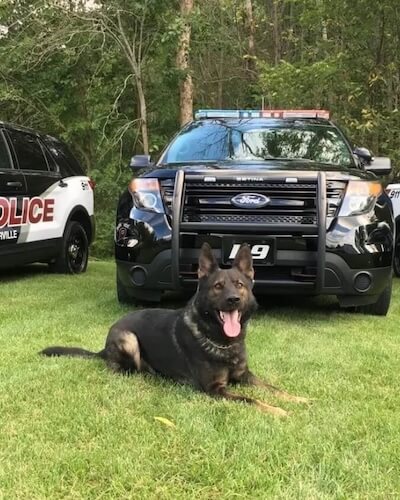 Crixus K9