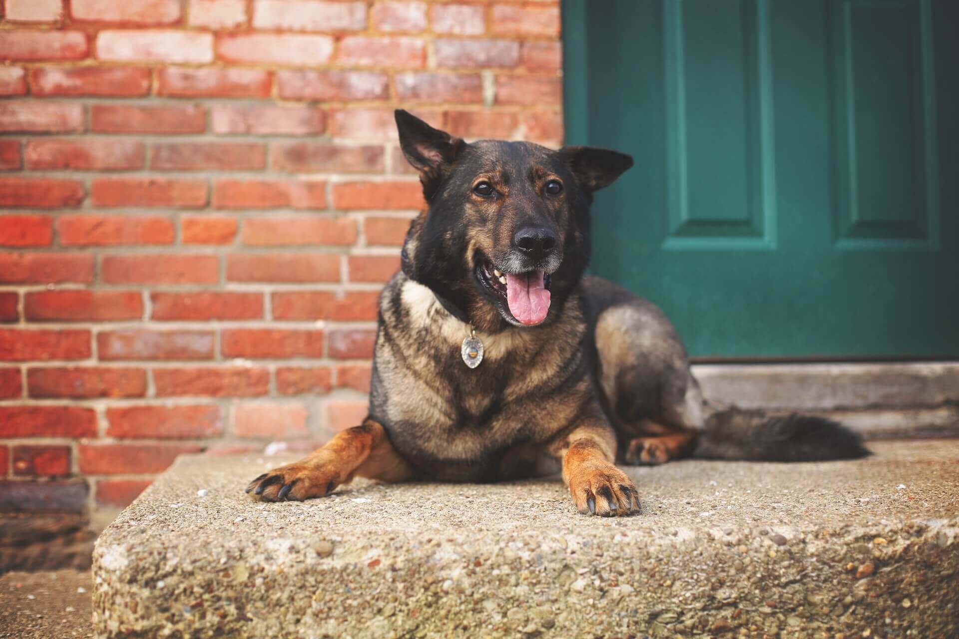 Diablo K9