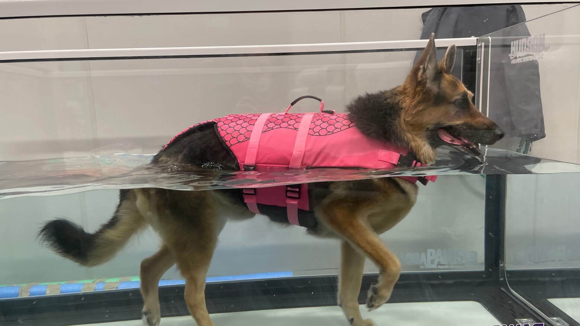 Emergency veterinarian in Aurora