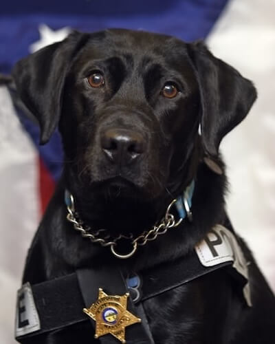 Harley K9