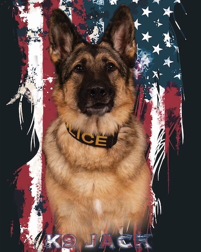 Jack K9