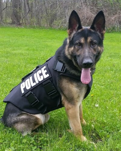 Nero K9