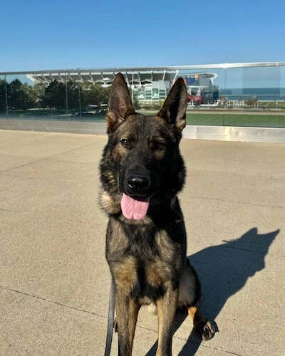 Ory K9
