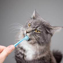 Pet Dental Care in Aurora