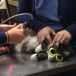 Pet Rehabilitation in Aurora