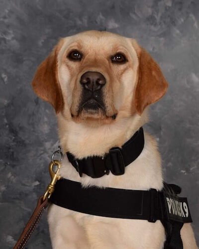 Queso K9