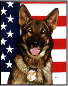 Taz K9