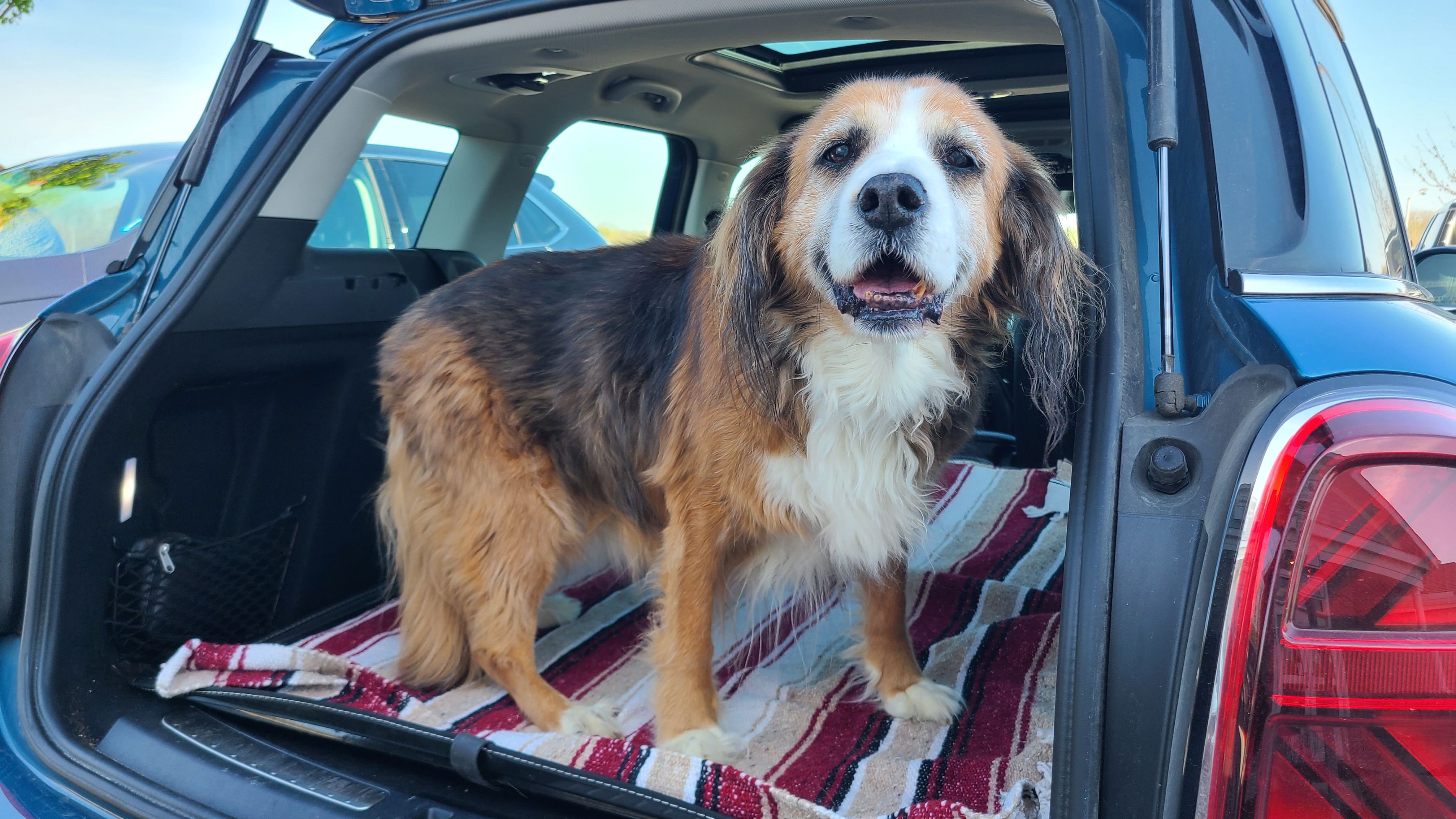 doggo