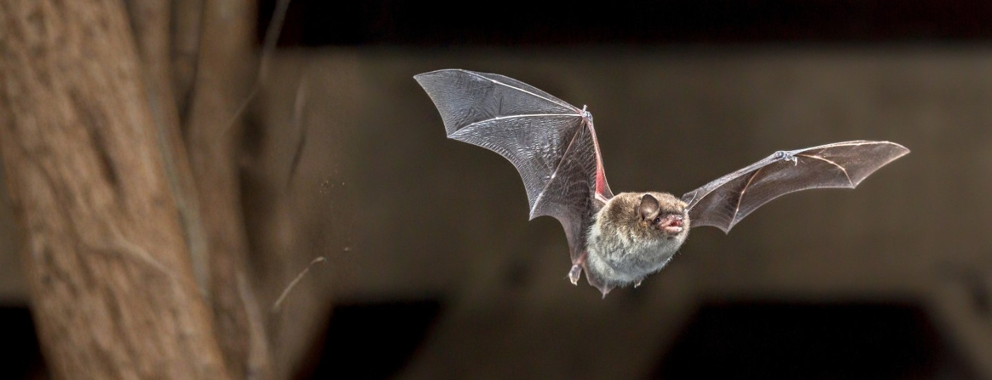 bat