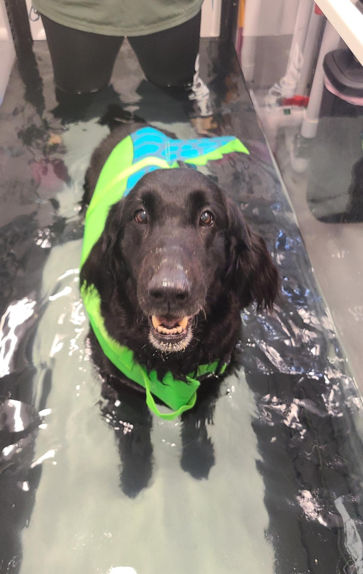 Black Dog underwater treadmill 