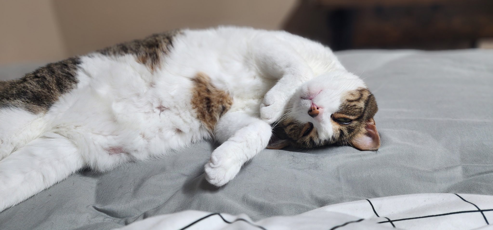 kitten