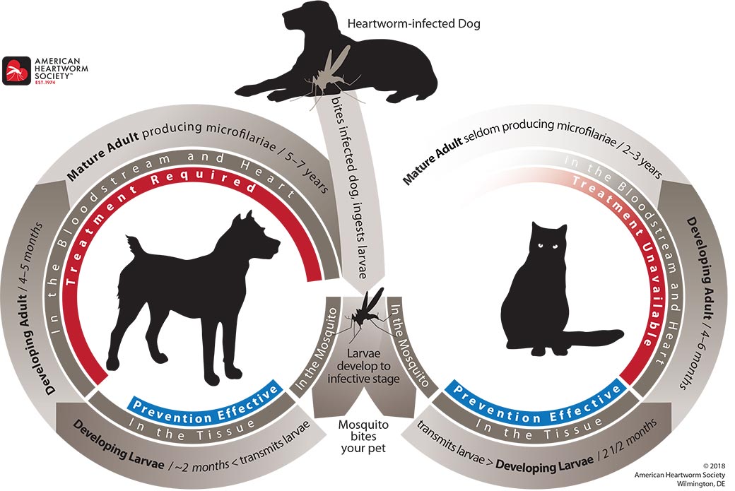 AHS lifecycle 