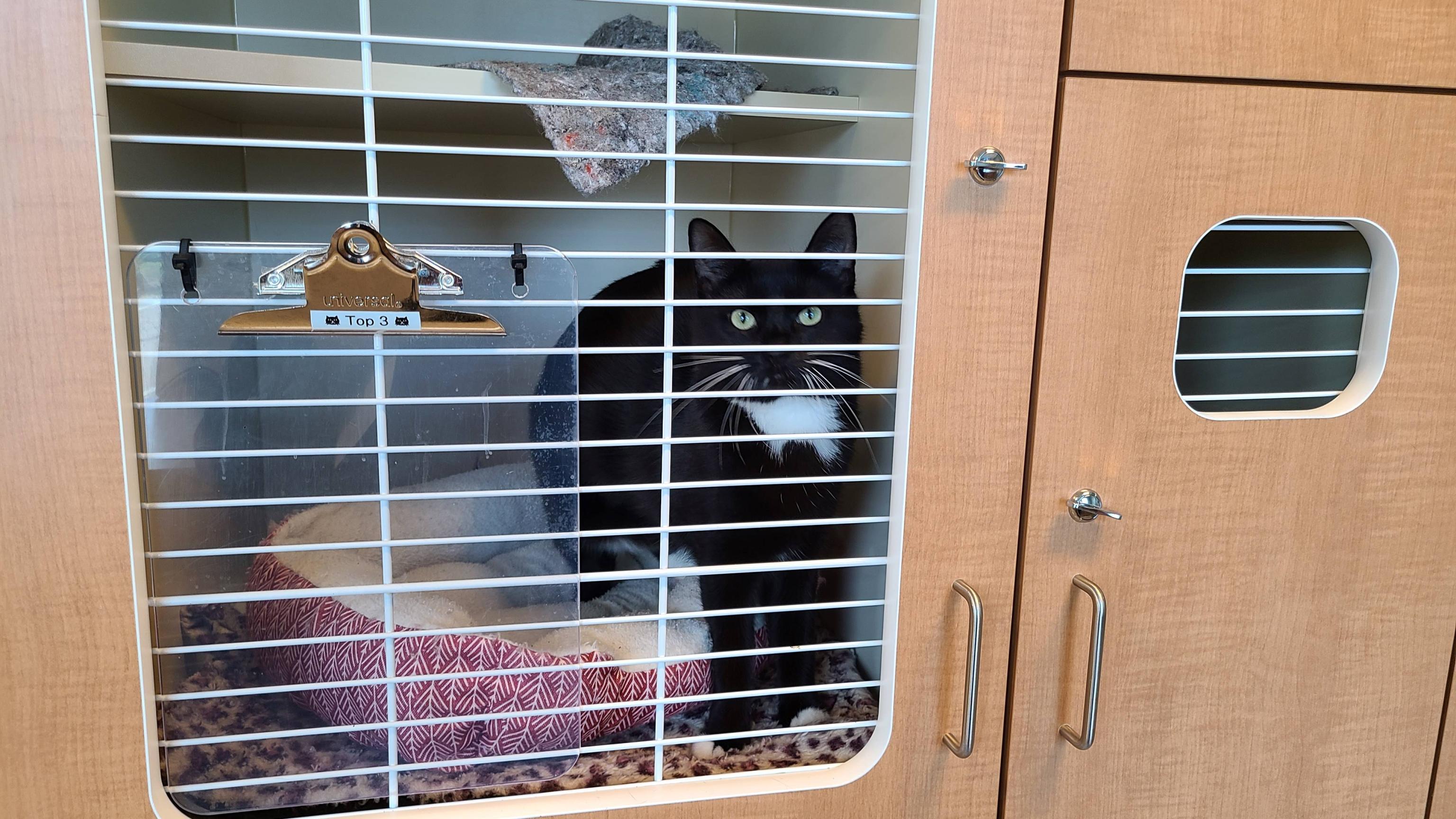 Black cat in kennel