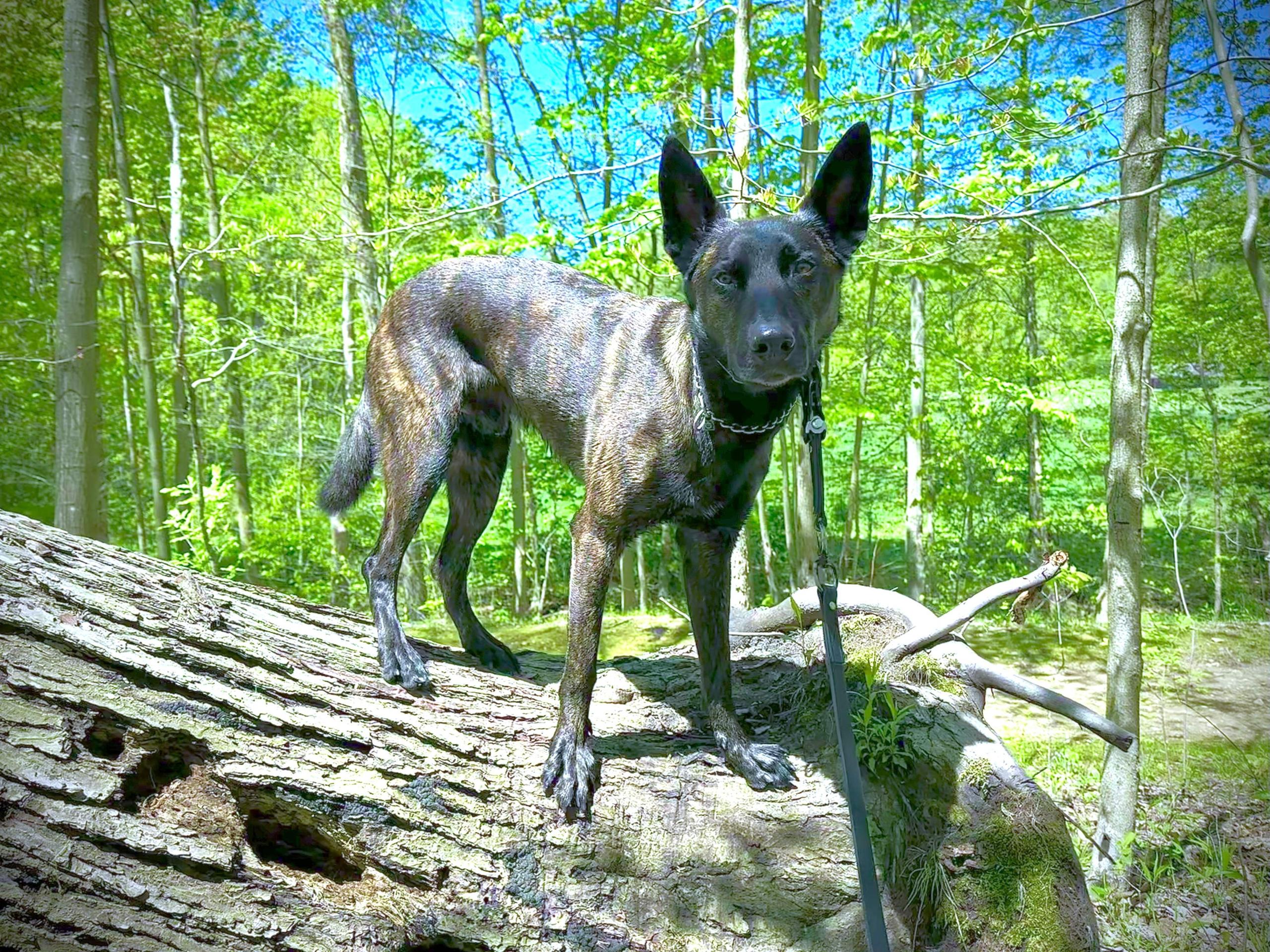 dog
