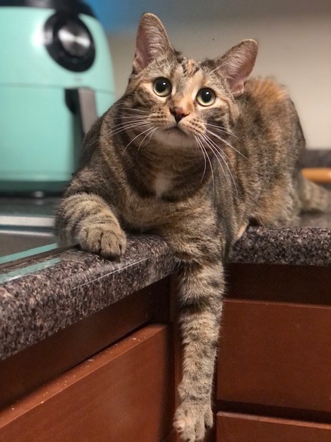 cat on counter