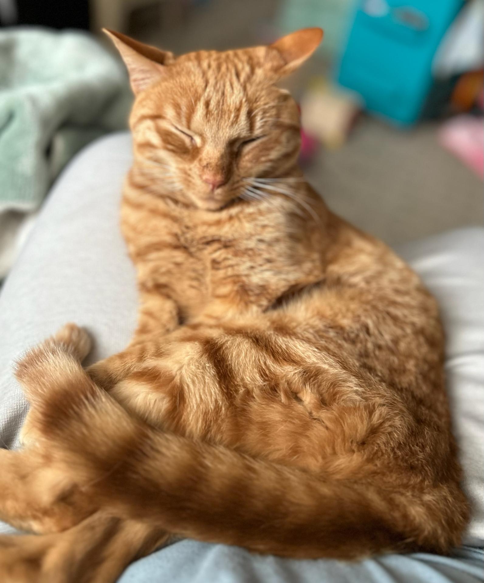 Osteoarthritis in Cats Aurora Veterinary Clinic