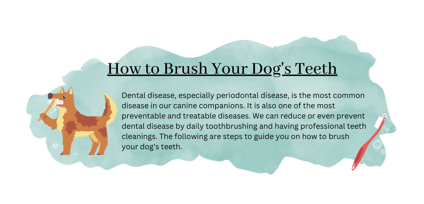 puppy dental care