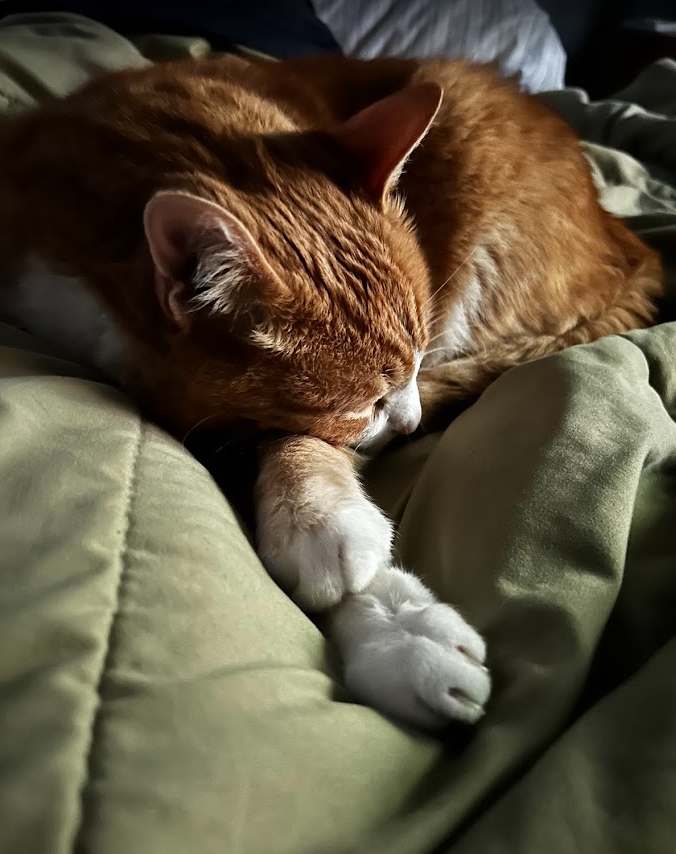 cat