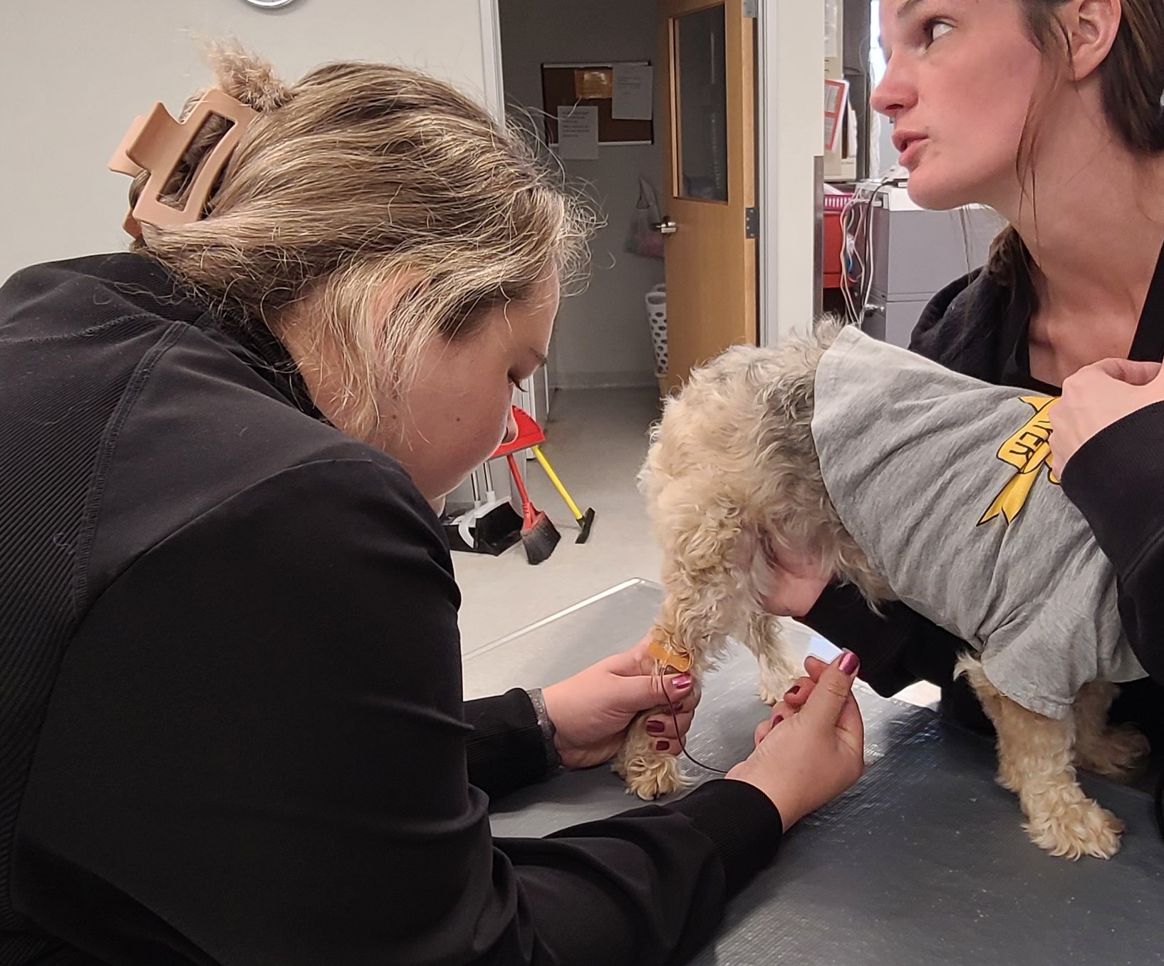 blood draw on small dog