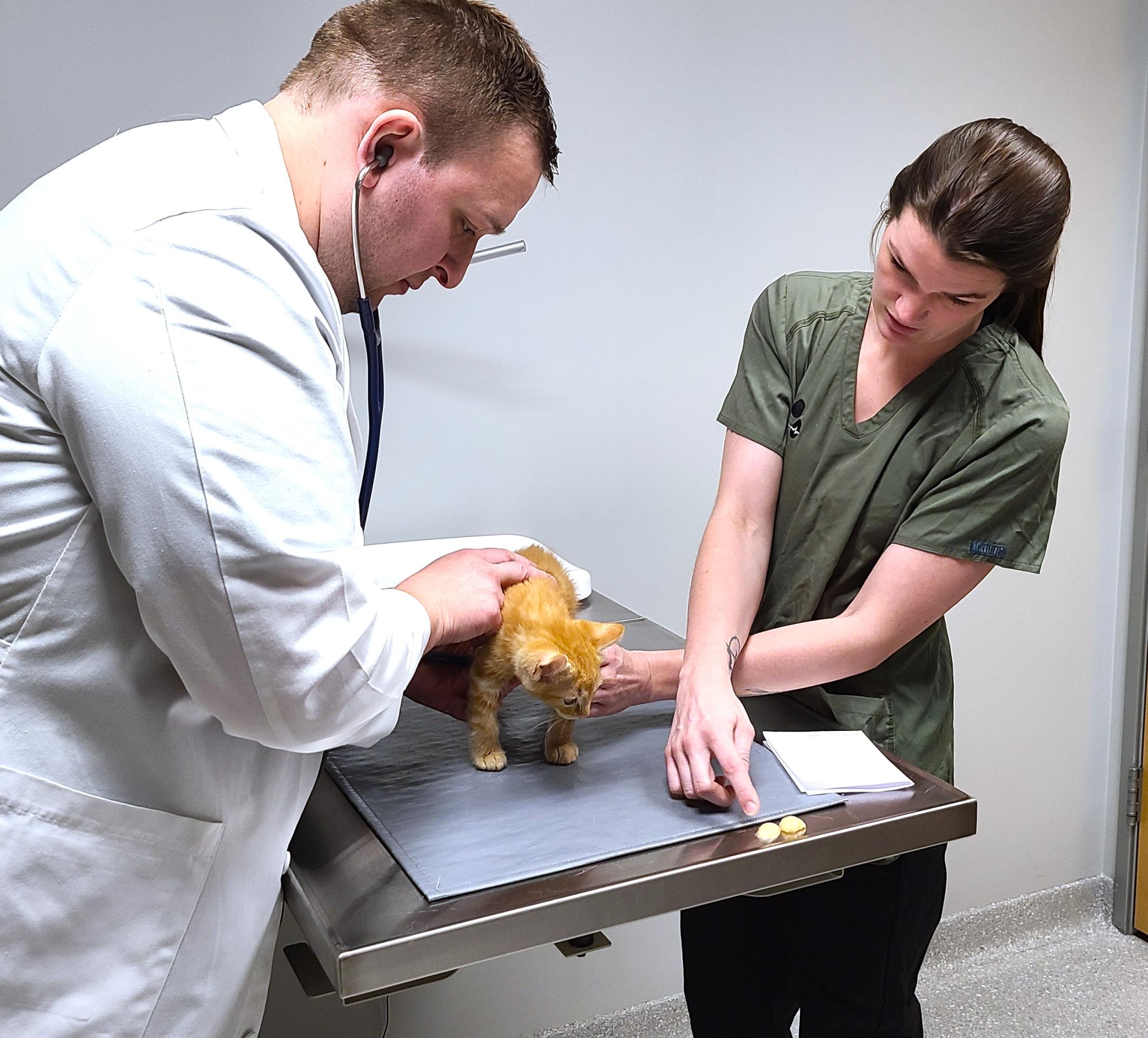 cat exam