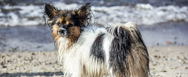 Pool safety for pets