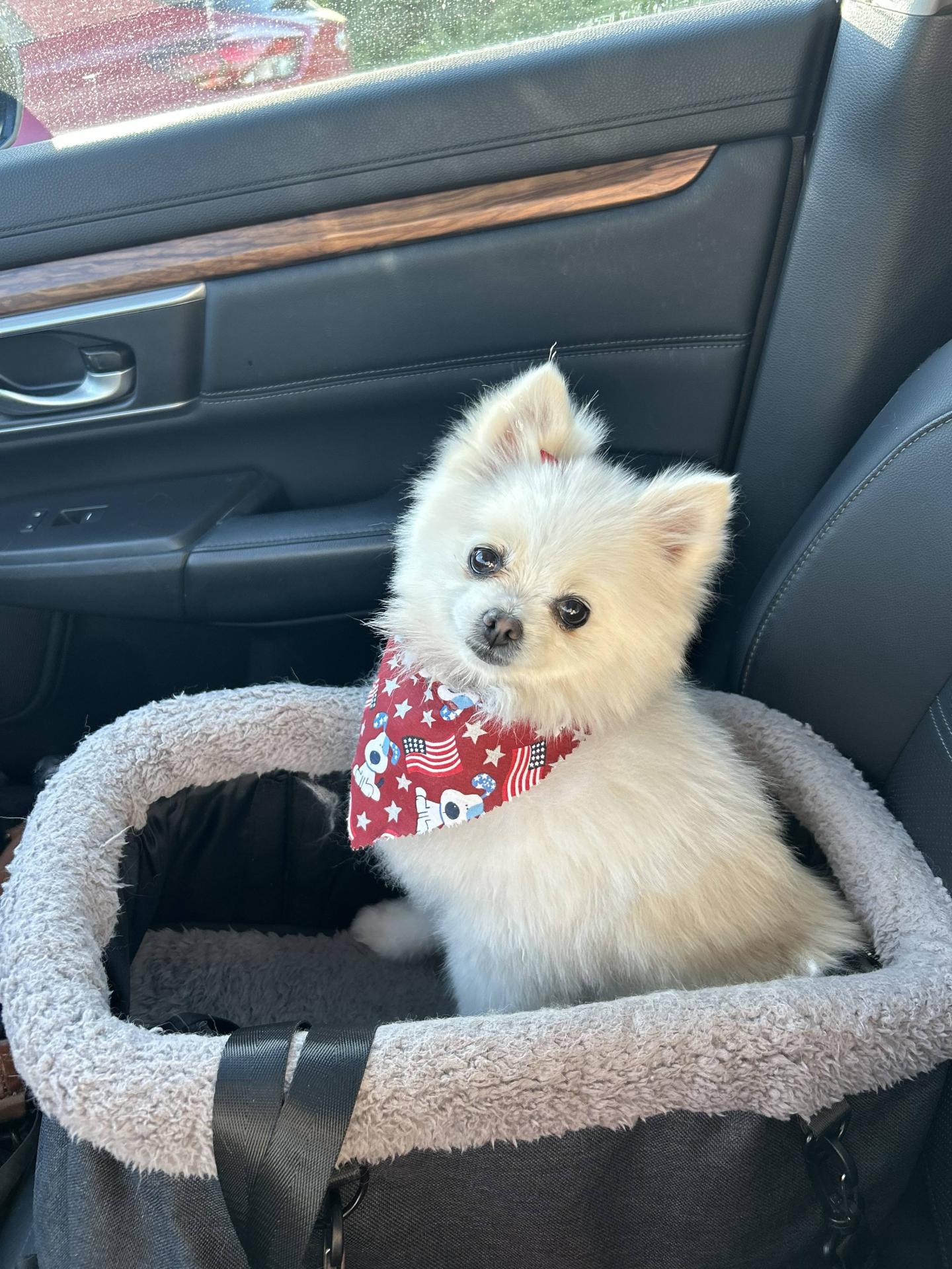 car doggo