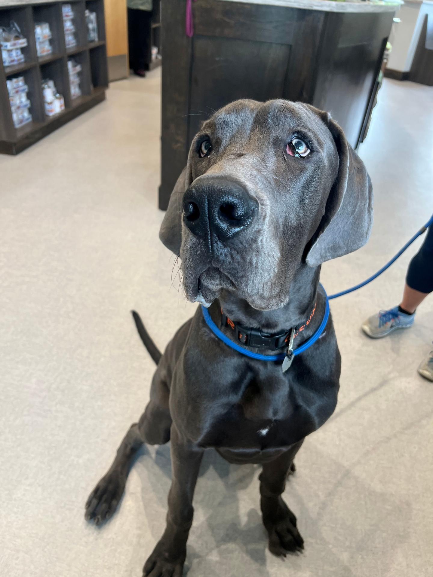 dane