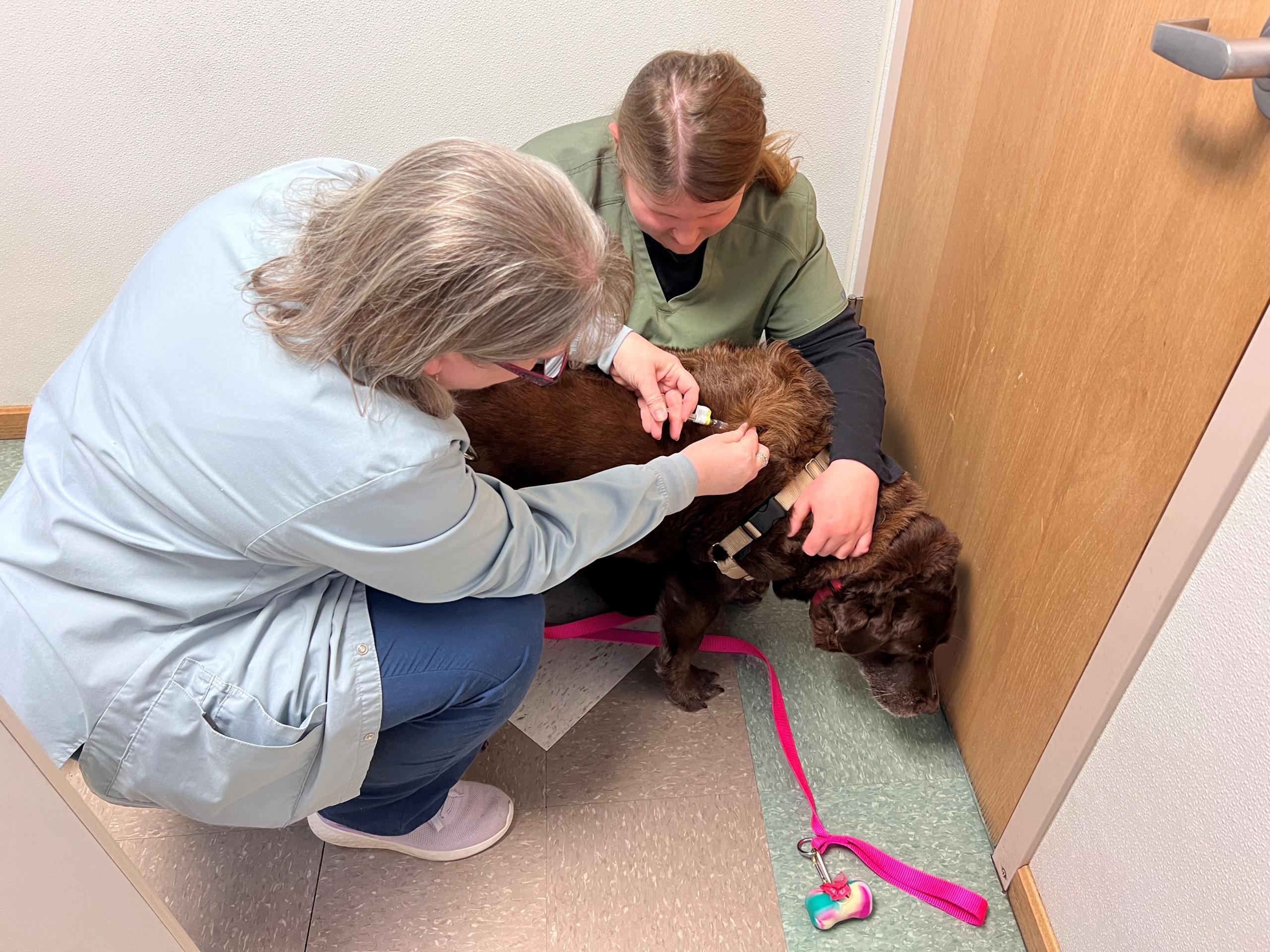 dog vaccine