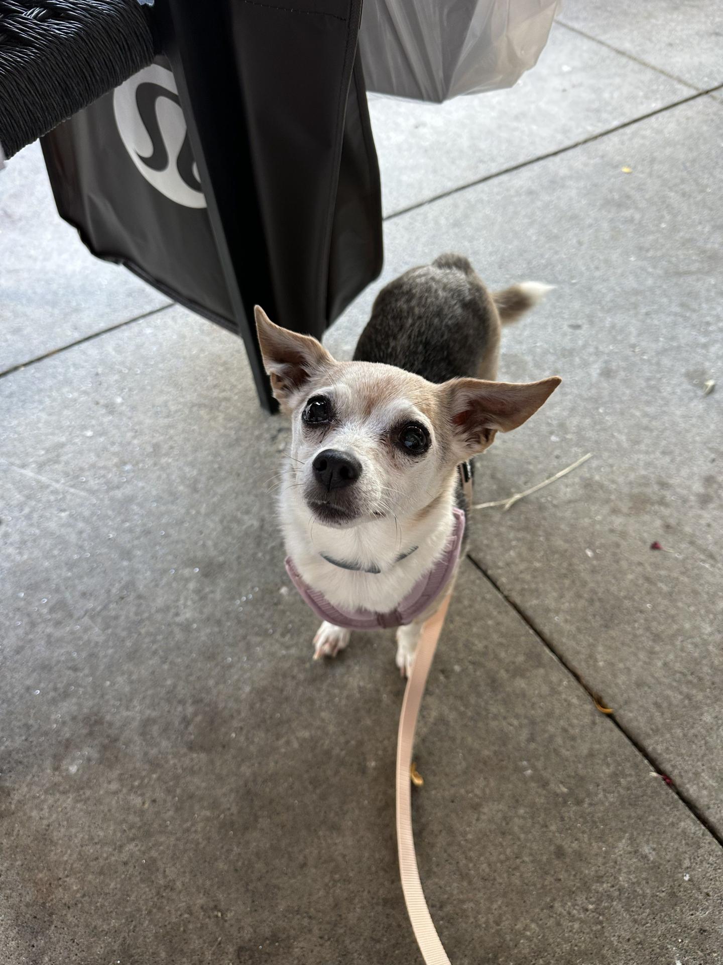 little dog