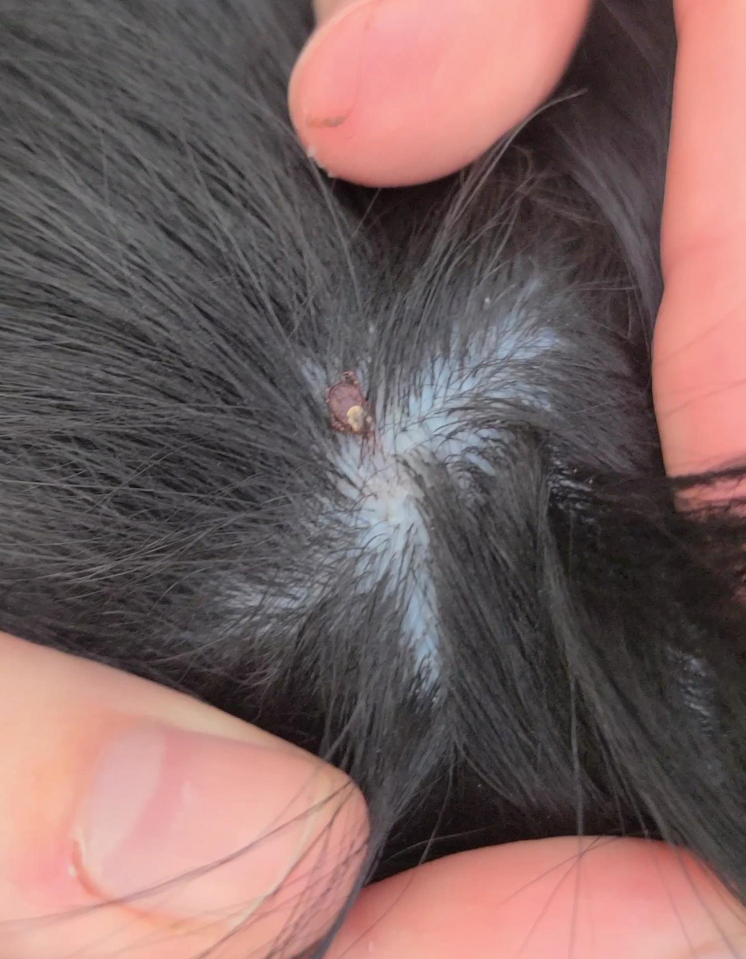 Tick from Streetsboro, OH