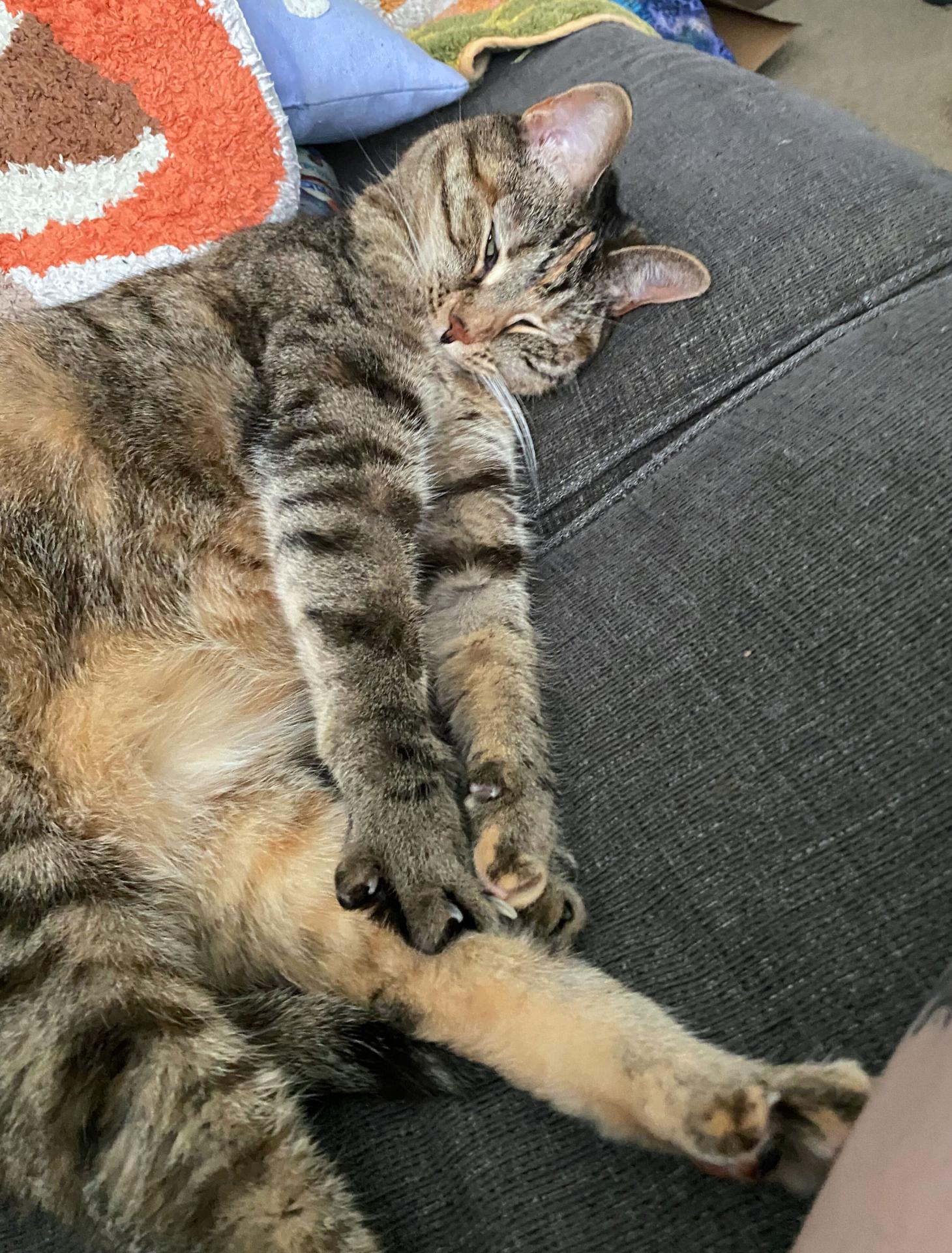 kitten