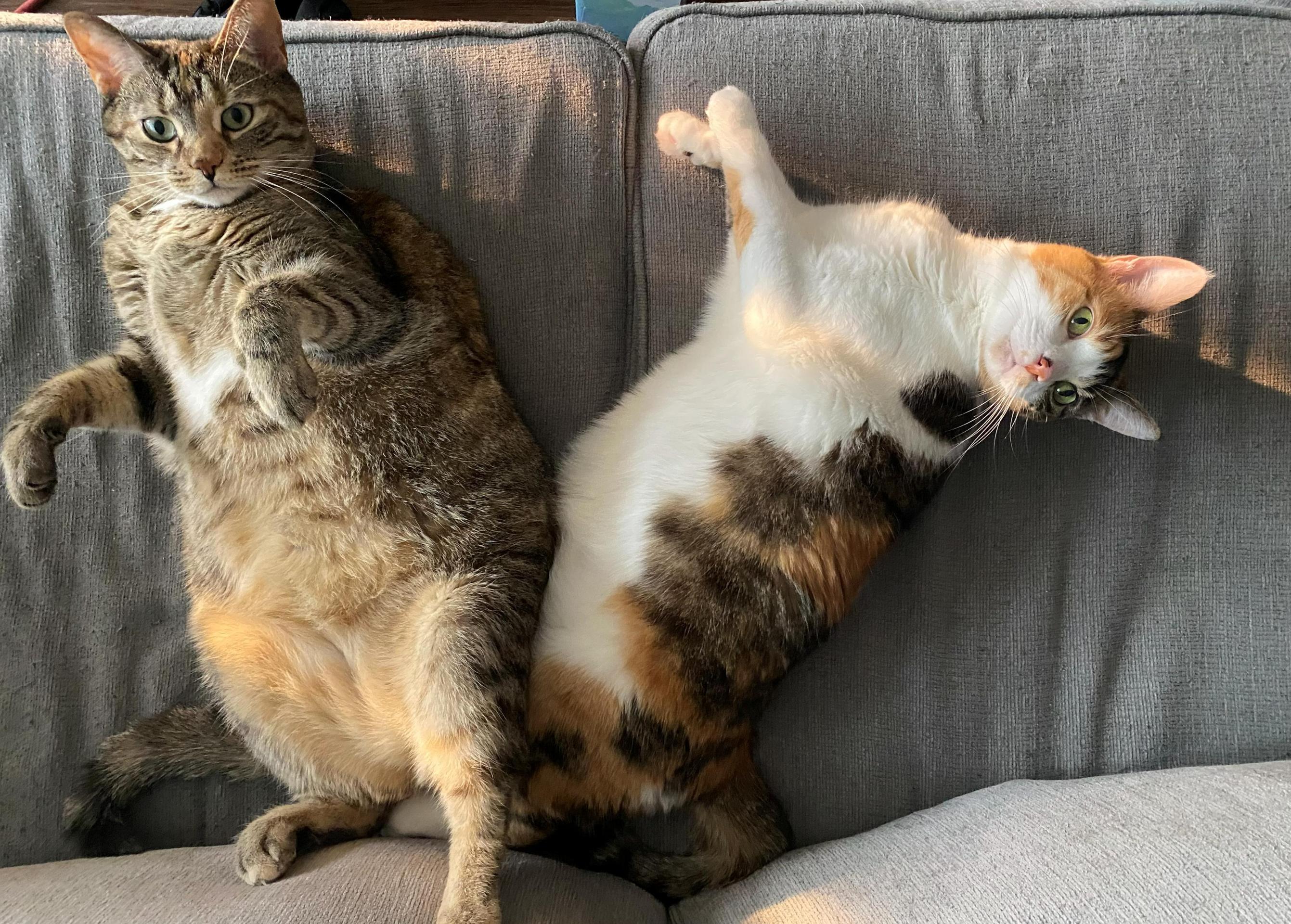 natscats