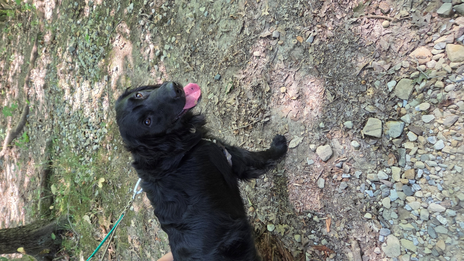 doginwoods