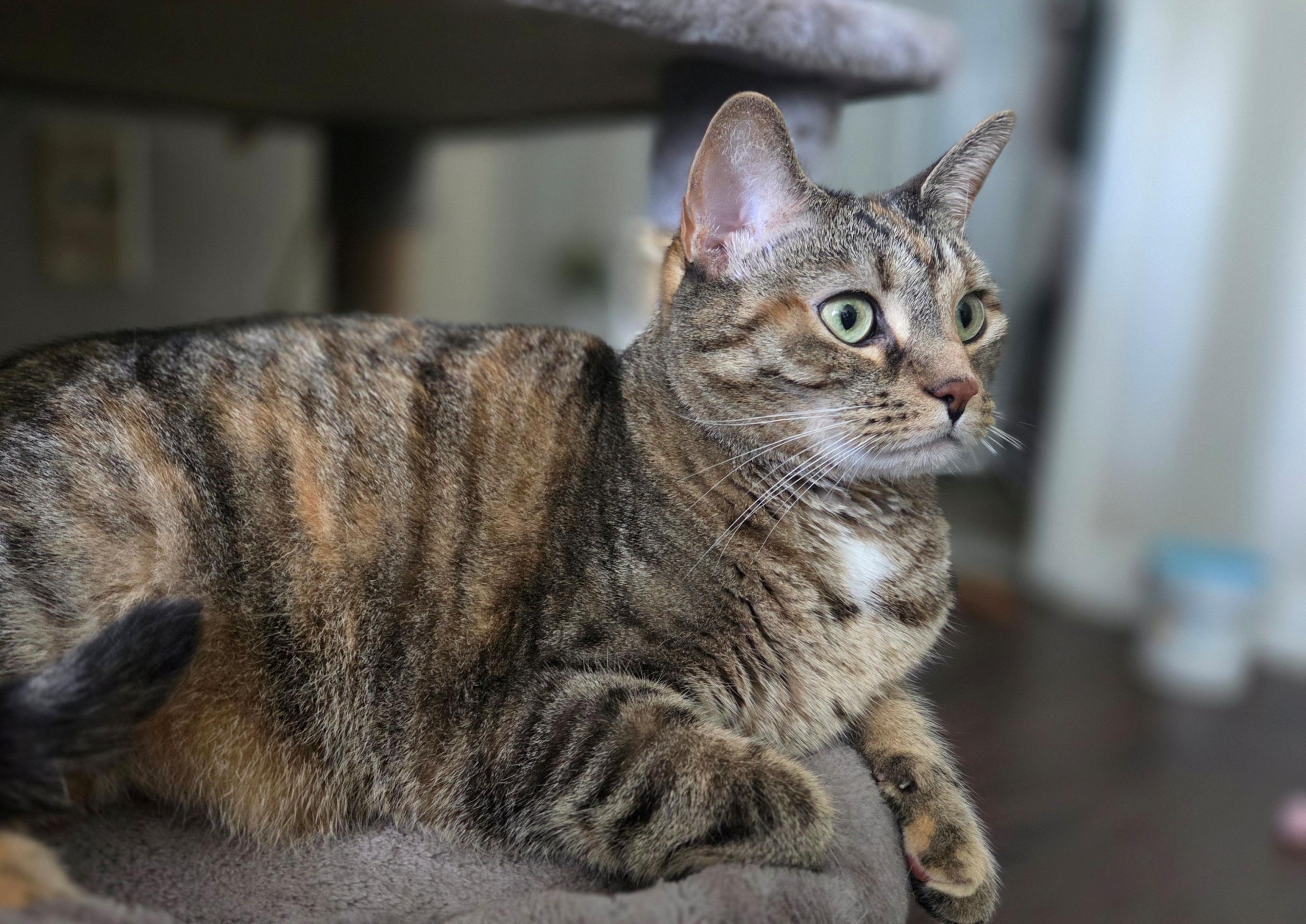 pet