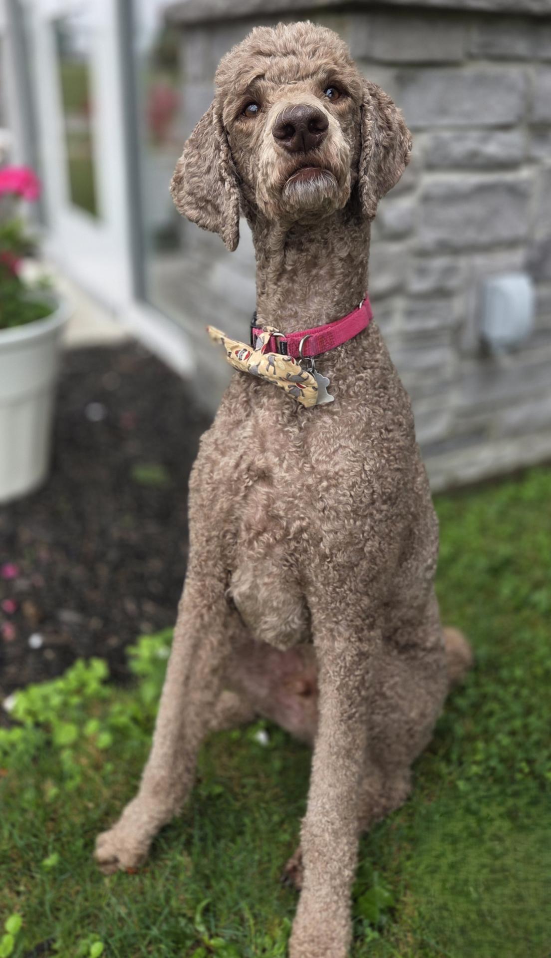 poodle
