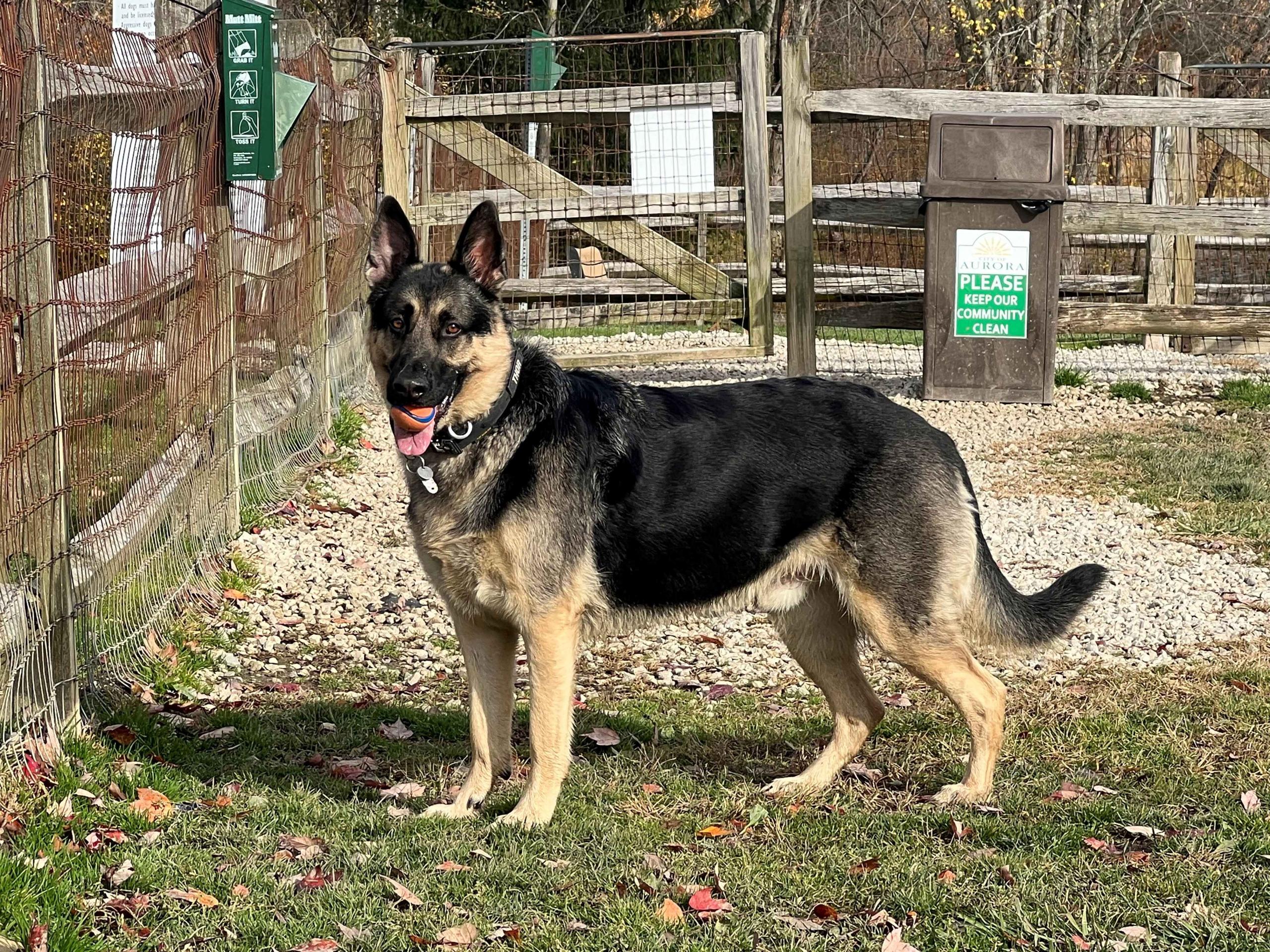shepherd