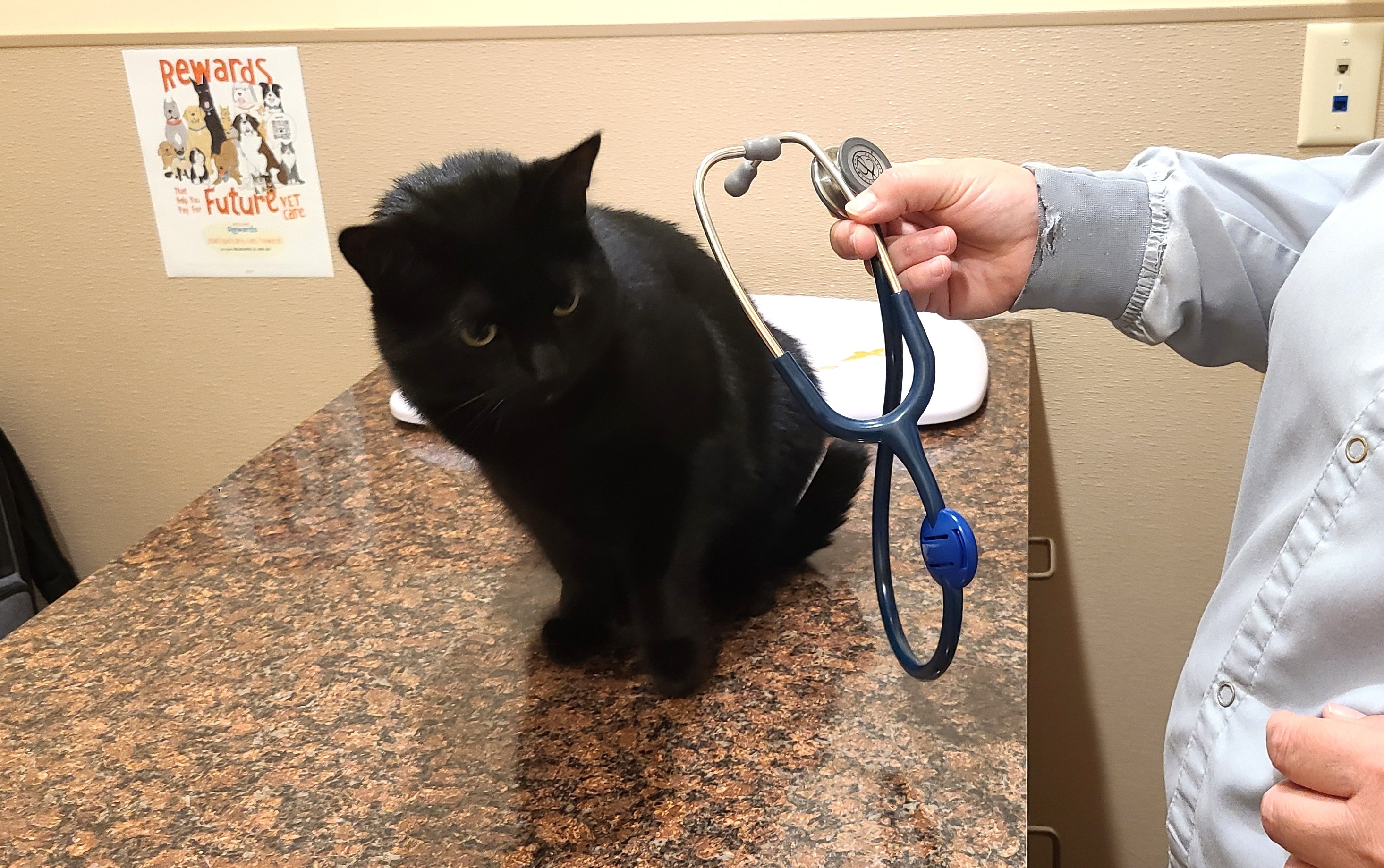 cat