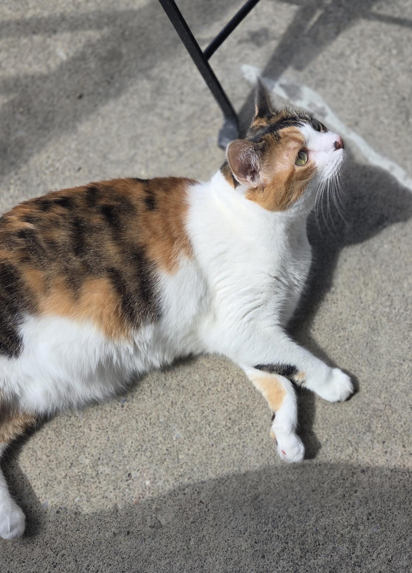 Cat
