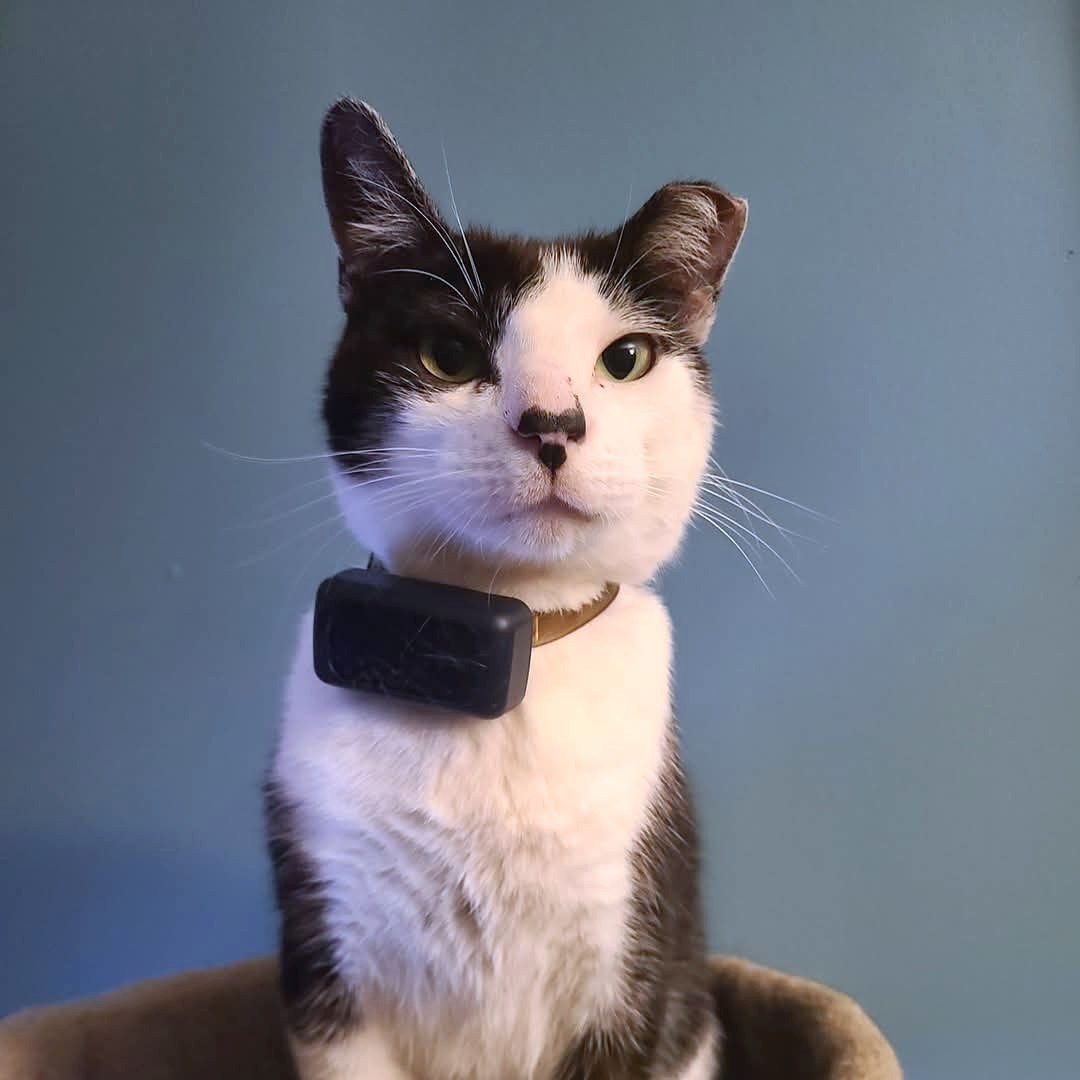 tractive collar