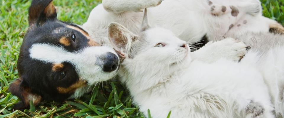 Zoetis Petcare Rewards