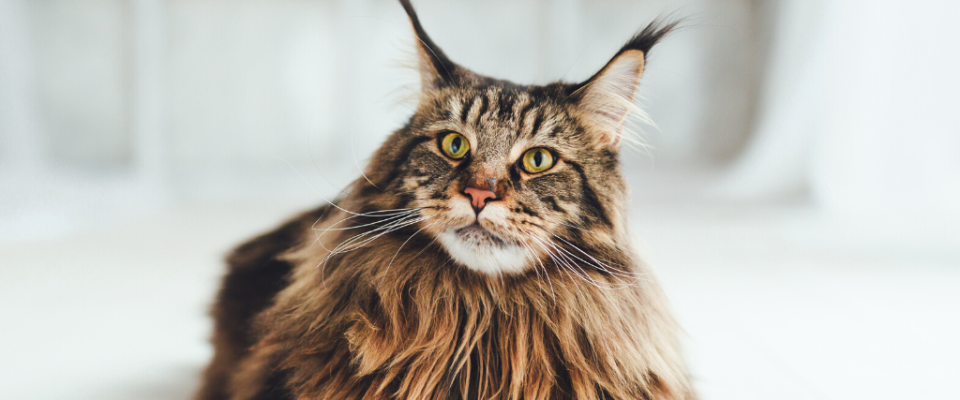 Maine coon cat on white background