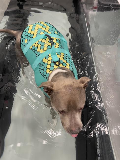 Dog in Blue Life Jacket Underwater Treadmill