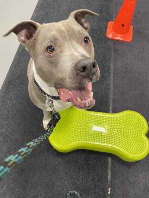 Dog with Green Bone 