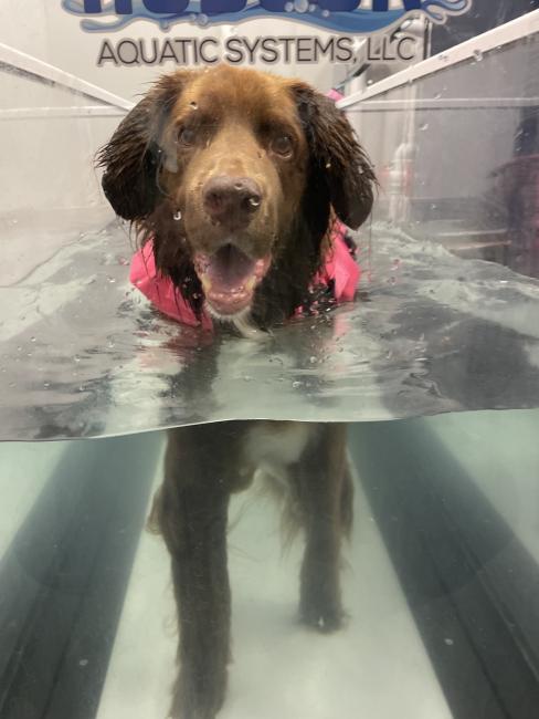 Dog in Underwater Tread