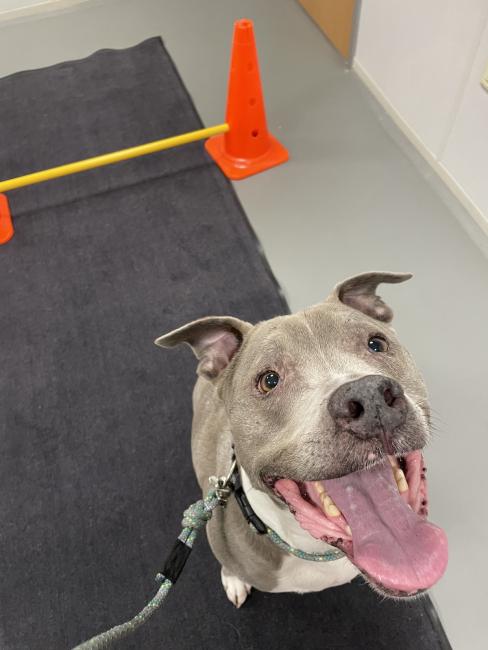 Dog with Cones Smiling