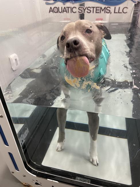 Dog Licking Peanut Butter Underwater Treadmill